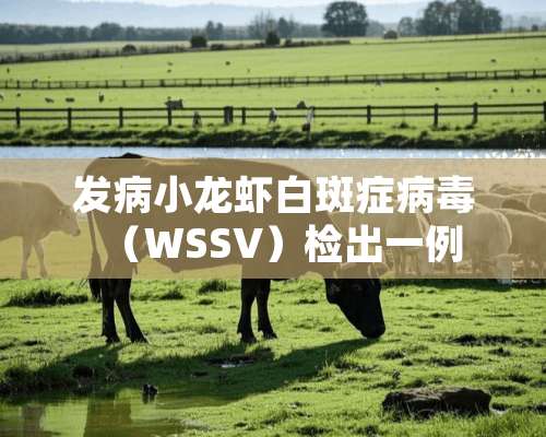 发病小龙虾白斑症**（WSSV）检出一例