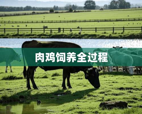 肉鸡饲养全过程