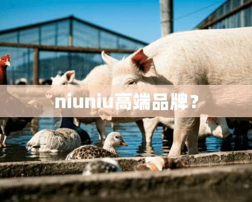 niuniu高端品牌？