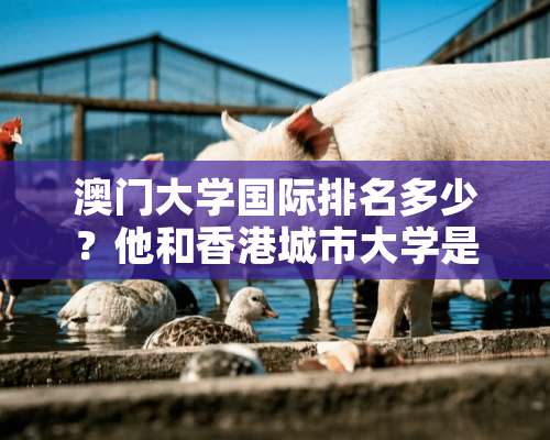 **大学国际排名多少？他和香港城市大学是一档吗？