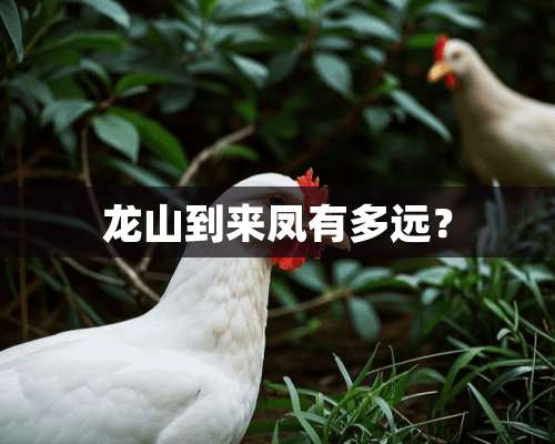 龙山到来凤有多远？