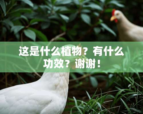 这是什么植物？有什么功效？谢谢！