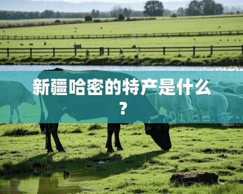 新疆哈密的特产是什么？