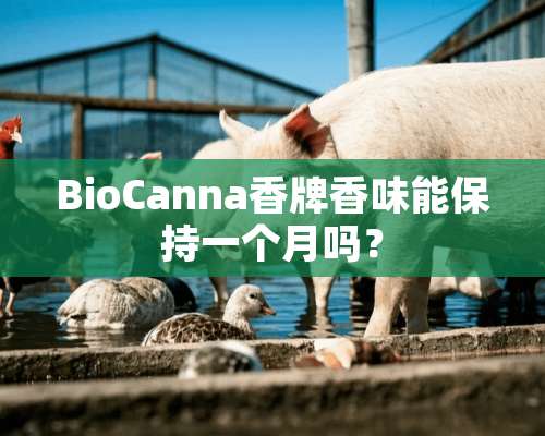 BioCanna香牌香味能保持一个月吗？