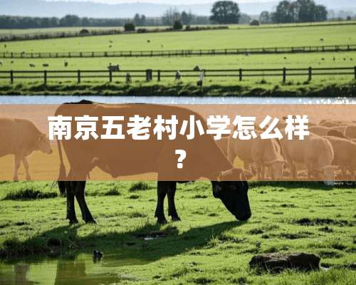 南京五老村小学怎么样？