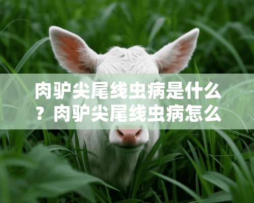 肉驴尖尾线虫病是什么？肉驴尖尾线虫病怎么