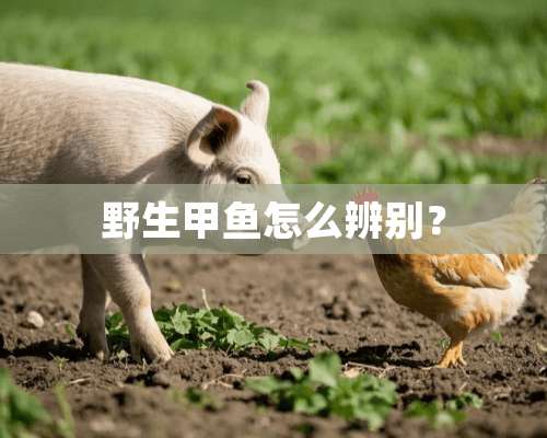 野生甲鱼怎么辨别？