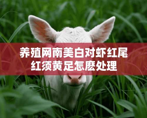 养殖网南美白对虾红尾红须黄足怎麽处理