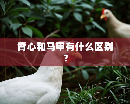 背心和马甲有什么区别？