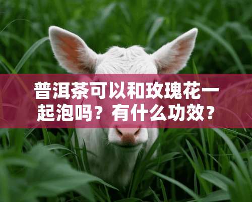 普洱茶可以和玫瑰花一起泡吗？有什么功效？