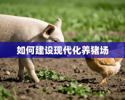 如何建设现代化养猪场