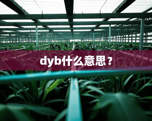 dyb什么意思？