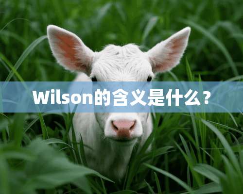 Wilson的含义是什么？