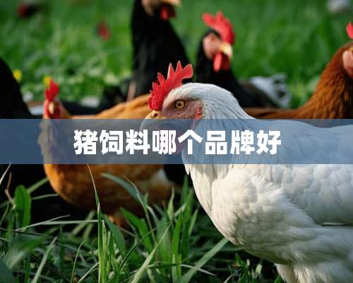 猪饲料哪个品牌好