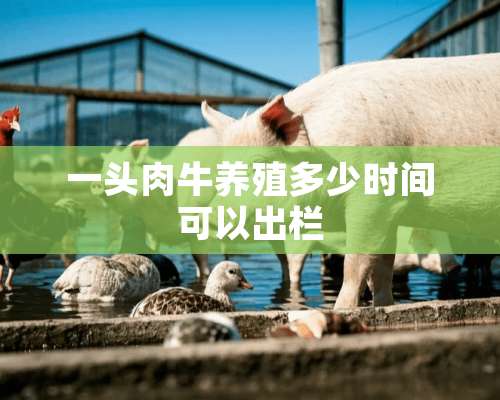 一头肉牛养殖多少时间可以出栏