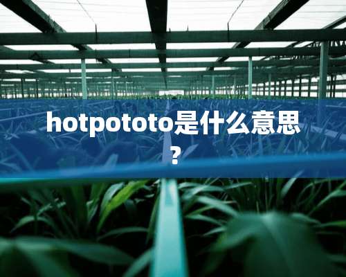 hotpototo是什么意思？