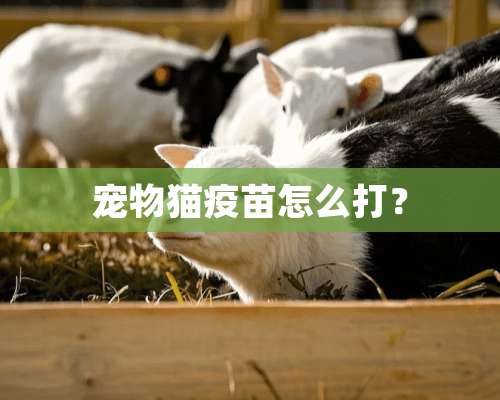 宠物猫**怎么打？