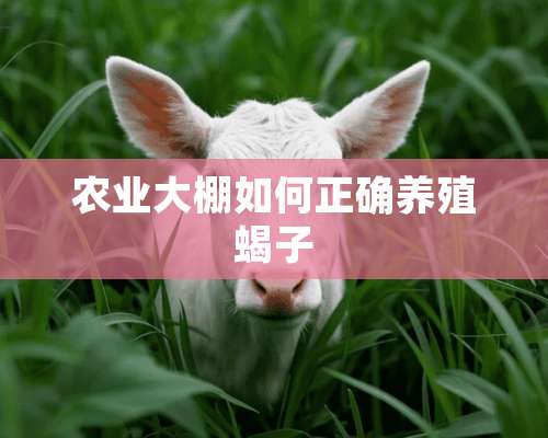 农业大棚如何正确养殖蝎子