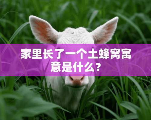 家里长了一个土蜂窝寓意是什么？