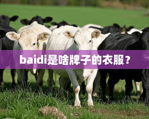 baidi是啥牌子的衣服？