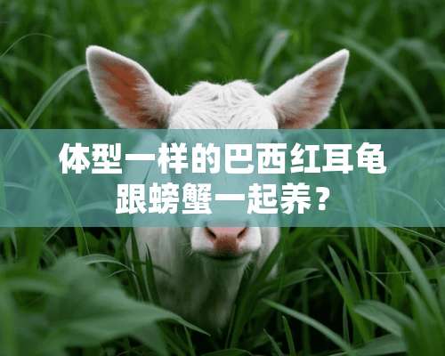 体型一样的巴西红耳龟跟螃蟹一起养？