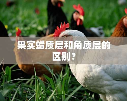 果实蜡质层和角质层的区别？