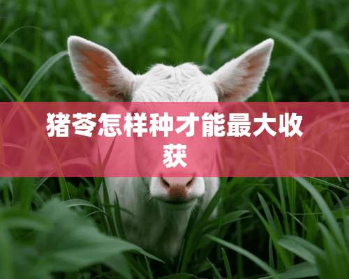 猪苓怎样种才能最大收获