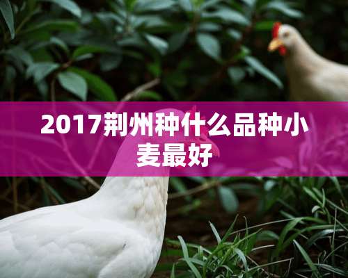 2017荆州种什么品种小麦最好