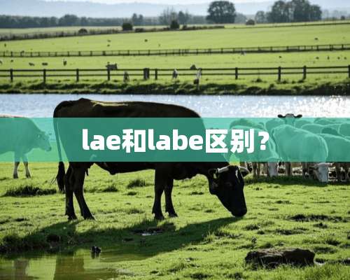 lae和labe区别？