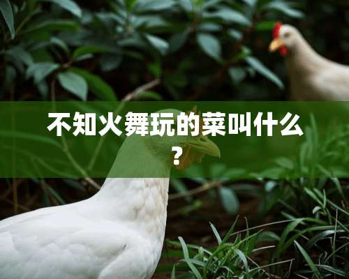 不知火舞玩的菜叫什么？