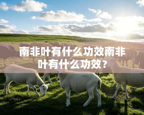 南非叶有什么功效南非叶有什么功效？