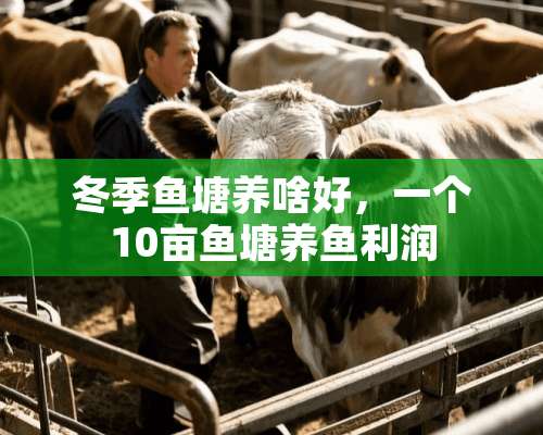 冬季鱼塘养啥好，一个10亩鱼塘养鱼利润