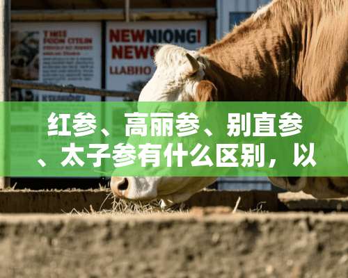 红参、高丽参、别直参、太子参有什么区别，以及他们的功效与副作用