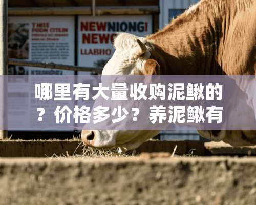 哪里有大量收购泥鳅的？价格多少？养泥鳅有钱赚吗？