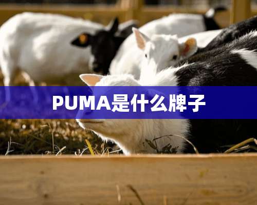 PUMA是什么牌子