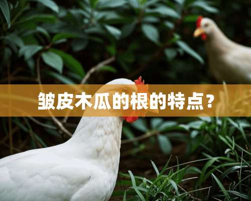 皱皮木瓜的根的特点？