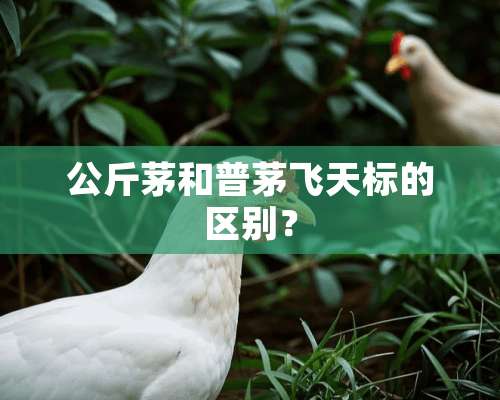 公斤茅和普茅飞天标的区别？