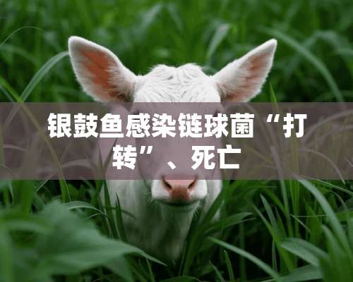 银鼓鱼感染链球菌“打转”、死亡