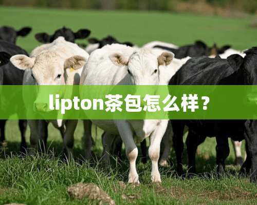 lipton茶包怎么样？