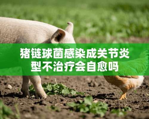 猪链球菌感染成关节炎型不治疗会自愈吗