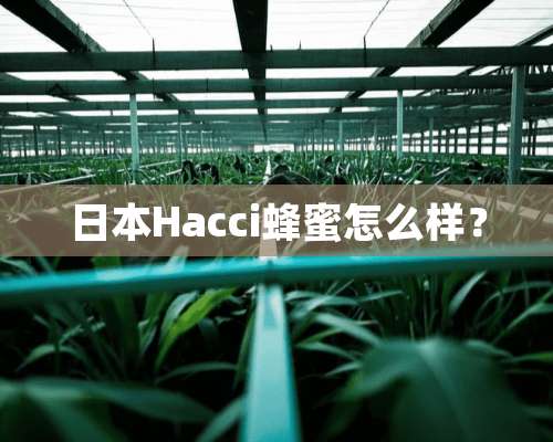 日本Hacci蜂蜜怎么样？