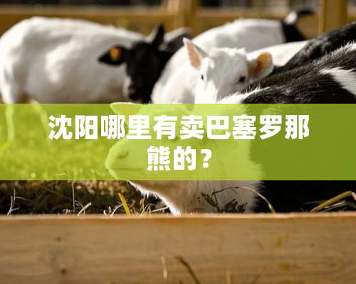 沈阳哪里有卖巴塞罗那熊的？