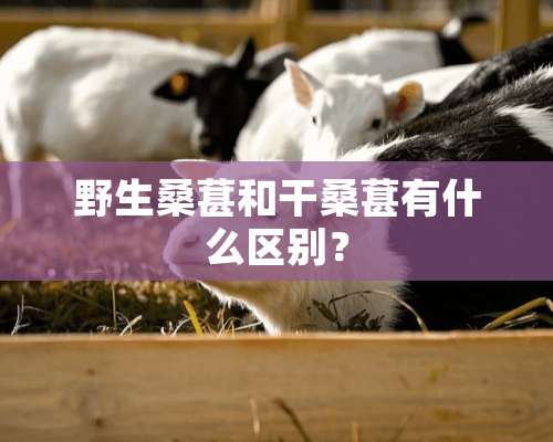 野生桑葚和干桑葚有什么区别？