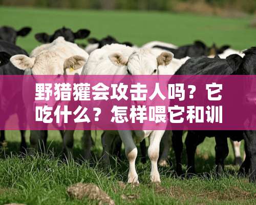 野猎獾会攻击人吗？它吃什么？怎样喂它和训养