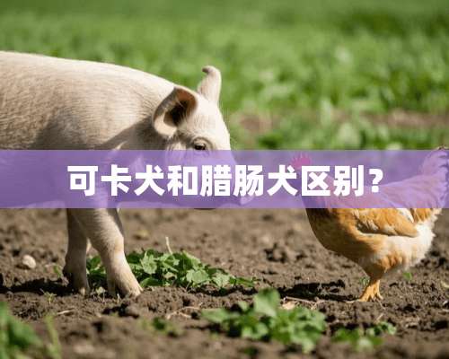 可卡犬和腊肠犬区别？