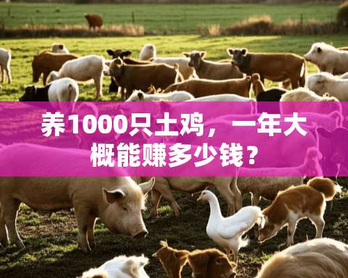 养1000只土鸡，一年大概能赚多少钱？