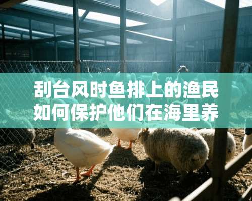 刮台风时鱼排上的渔民如何保护他们在海里养的鱼