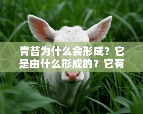 青苔为什么会形成？它是由什么形成的？它有毒吗？