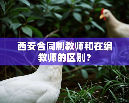 西安合同制教师和在编教师的区别？