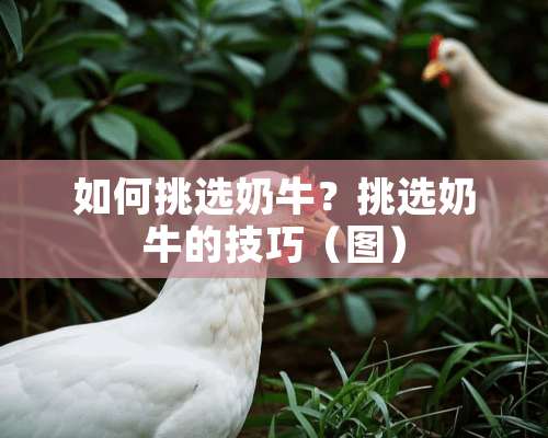 如何挑选奶牛？挑选奶牛的技巧（图）